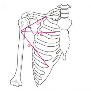 大胸筋の筋線維の走行
